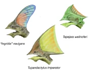 The crests of three . Clockwise from right: , , and "Tapejara" navigans. Not to scale.