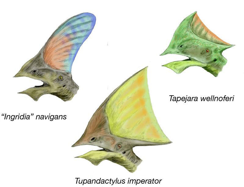 How Pterosaurs Filled Their Lungs