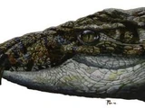 Armadillosuchus