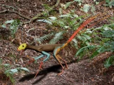 Scansoriopterygidae