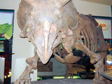 Ceratopsia