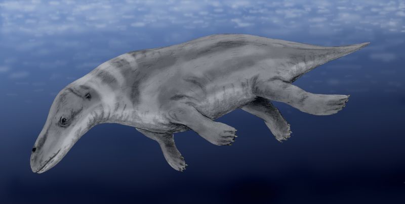 Rodhocetus, Fossil Wiki