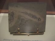 Pelosaurus Laticeps