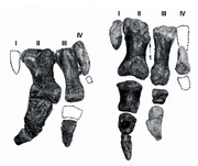 Limusaurus hands