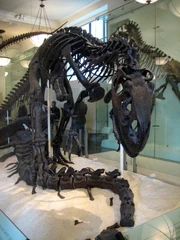 Allosaurus skeleton 2