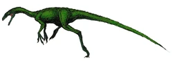 Coelurus