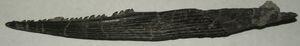 A complete fin spine of Hybodus from the  limestones of Lincolnshire, England.