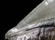 Megalodon serration close-up