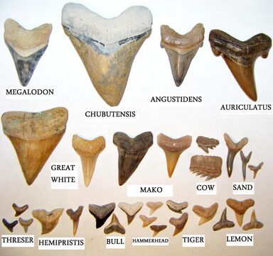 Shark teeth | Fossil Wiki | Fandom