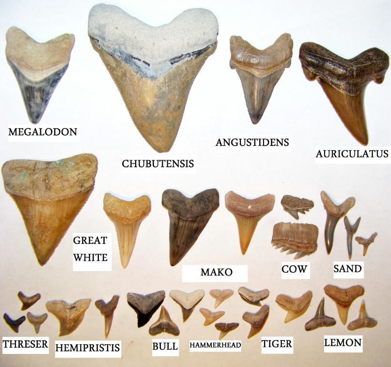 great white shark tooth size