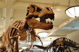 Amnh19saurischia