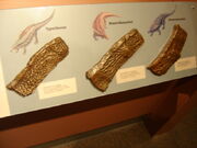 Three different types of  on display at a museum.