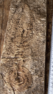 The fossil Charniodiscus is barely distinguishable from the "elephant skin" texture on this cast.