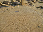 , probably trackways from a slug-like animal, from the late , central . Ruler in background is 45cm (18") long.