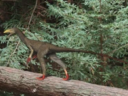 Sinocalliopteryx