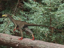 Sinocalliopteryx BW