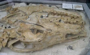 "Ber", the type specimen of Prognathodon saturator recently acquired by the Natuurhistorisch Museum Maastricht  from a nearby quarry.