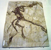 Dromaeosauridae