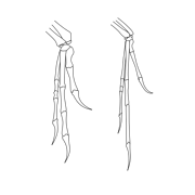 Archaeo-deinony hands