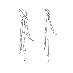Archaeo-deinony hands