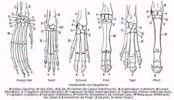  in  provide one example of homology.