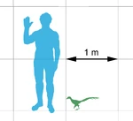 Jinfengopteryx compared in size with a .