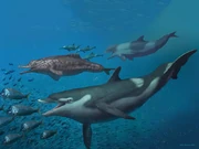 Life restoration of Miocene dolphins hunting