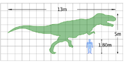 Tyrannosaurus was about 2,5 times the height of .