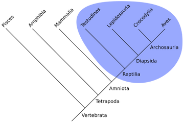 Monophyletic