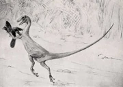 Ornitholestes sketch.