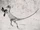 Ornitholestes