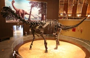 Mounted Camarasaurus skeleton cast, .