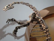 Mounted skeleton of Plateosaurus at the Ottoneum Museum of Natural Science in , .