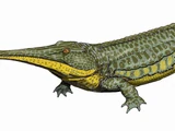 Platyoposaurus