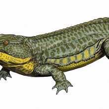 Archegosauridae Fossil Wiki Fandom