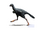 Caudipteryx