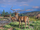 Celia's fallow deer