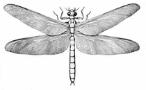 Reconstruction of a Meganeura, a large species of dragonfly that radiated in the Carboniferous Period.