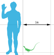 Average size compared with a human.
