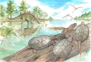 Artwork of Annemys variabilis
