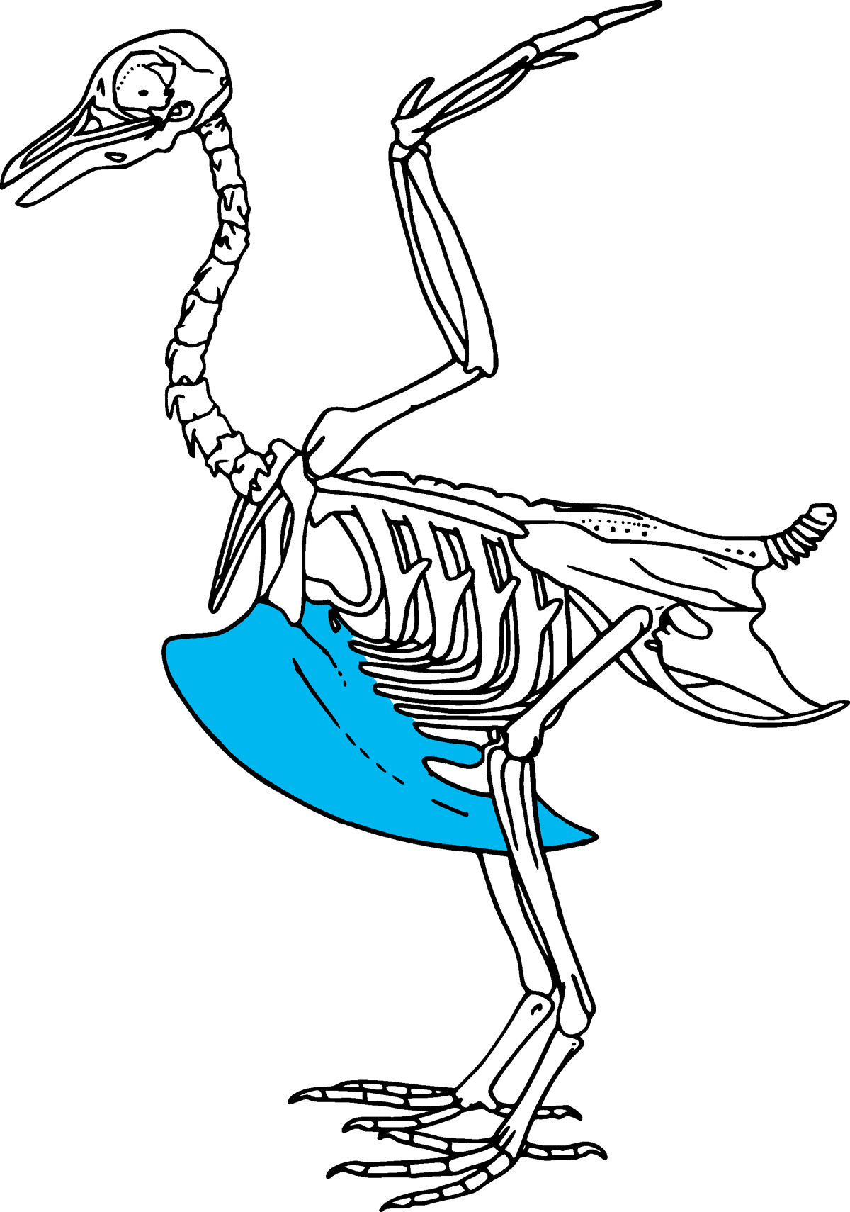 Keel (bird) Fossil Wiki Fandom