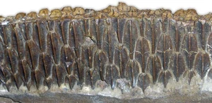 Edmontosaurus teeth1