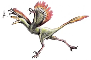 Bambiraptor