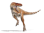 Illustration of Khankhuuluu mongoliensis