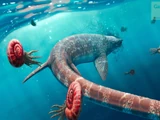 Sclerocormus