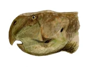 Psittacosaurus sinensis BW
