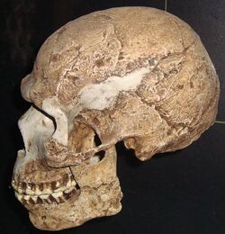 Anatomically Modern Humans Fossil Wiki Fandom