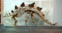 Stegosaurus.