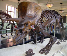 Triceratops AMNH 01