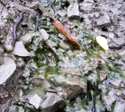 Modern  mat on the Ediacaran rocks of the  area of 